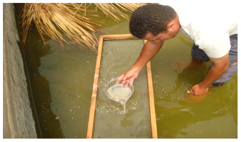 Reducing the Cannibalism among newly hatched African Catfish, Clarias gariepinus, Fry by Grading - Image 5