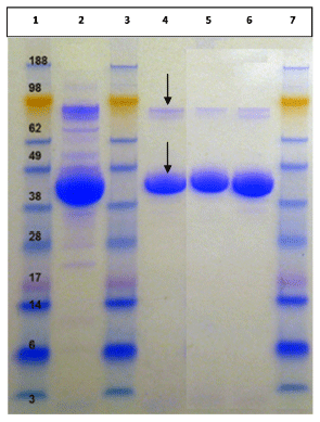 Characterization of a Mutant Buttiauxella Phytase using Phytic Acid and Phytic Acid-Protein Complex as Substrates - Image 1