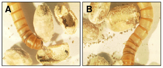 Effect of Fungal Colonization of Wheat Grains with Fusarium spp. on Food Choice, Weight Gain and Mortality of Meal Beetle Larvae (Tenebrio molitor) - Image 5