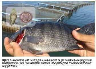 Health challenges in tilapia culture in Brazil - Image 2