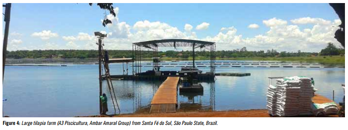 Health challenges in tilapia culture in Brazil - Image 5