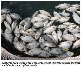 Health challenges in tilapia culture in Brazil - Image 8