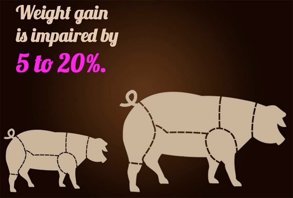 5 numbers that will make you consider adding binders to fattening pigs feed - Image 5