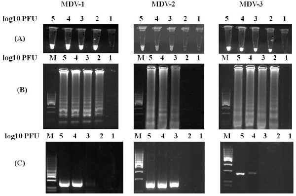 Comparison of Loop-Mediated Isothermal Amplification and PCR for the Detection and Differentiation of Marek’s Disease Virus Serotypes 1, 2, and 3 - Image 3