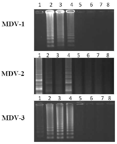 Comparison of Loop-Mediated Isothermal Amplification and PCR for the Detection and Differentiation of Marek’s Disease Virus Serotypes 1, 2, and 3 - Image 2