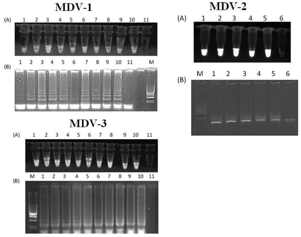 Comparison of Loop-Mediated Isothermal Amplification and PCR for the Detection and Differentiation of Marek’s Disease Virus Serotypes 1, 2, and 3 - Image 4