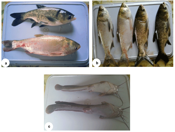Possible Effects of Feeding Fish the Dried-Treated Sewage on Bioaccumulation of Metals, Morphological Lesions and Mortality Rate - Image 7
