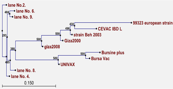 Prevalence of Very Virulent Infectious Bursal Disease Virus (IBDV) in Egyptian Delta - Image 8