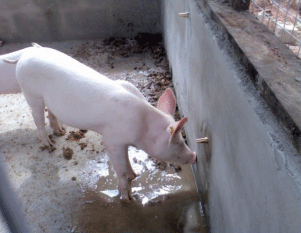 Economic and Market Analysis of Swine Rearing and Pork Production in Ghana - Image 4