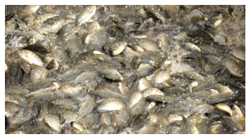 Supplemental diets in juvenile production of Nile tilapia - Image 1