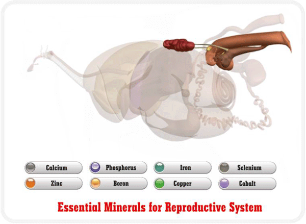 Tracing the importance of Trace minerals - Image 11