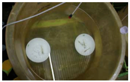 Attractability of probiotic-coated shrimp feed - Image 4