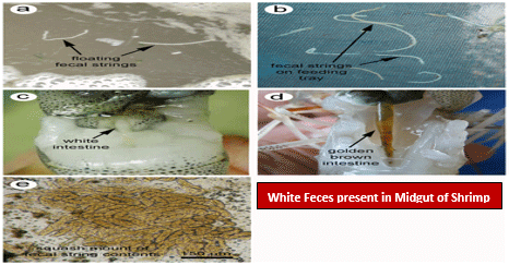 Severity of White Feces Syndrome, White Gut Disease and White Muscle Disease in Vannamei Shrimps And Control Measures - Image 1