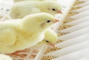 Poultry Industry forum -Those First 7 Days - Image 3