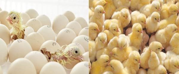 Poultry Industry forum -Those First 7 Days - Image 1