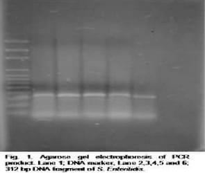 Characterization and Plasmid Profiling of Salmonella Enteritidis Isolated from Broiler Chickens - Image 4