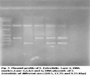 Characterization and Plasmid Profiling of Salmonella Enteritidis Isolated from Broiler Chickens - Image 5
