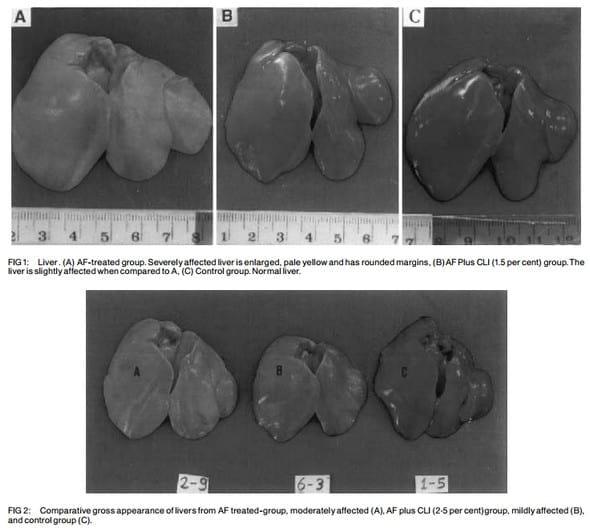 Ameliorative effects of dietary clinoptilolite on pathological changes in broiler chickens during aflatoxicosis - Image 2