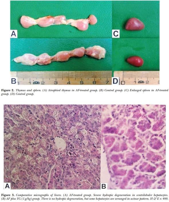 Evaluation of the detoxifying effect of yeast glucomannan on aflatoxicosis in broilers as assessed by gross examination and histopathology - Image 3