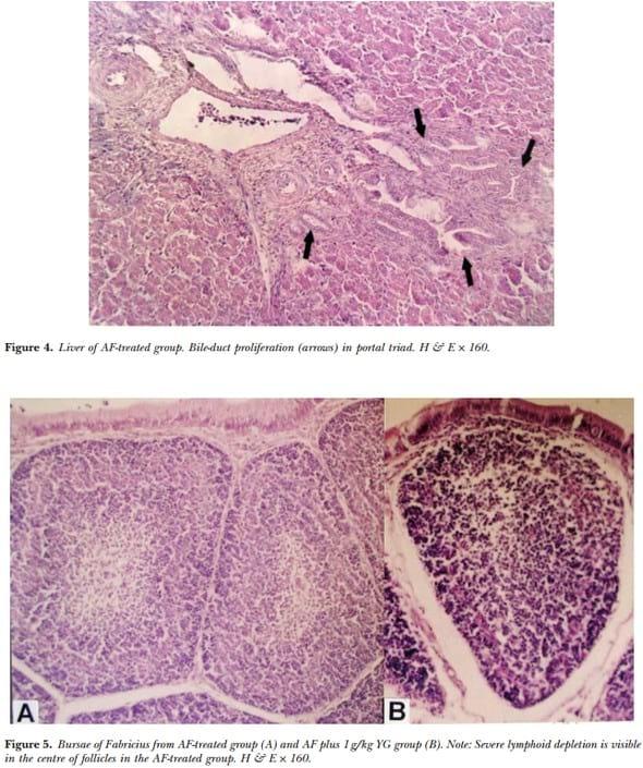 Evaluation of the detoxifying effect of yeast glucomannan on aflatoxicosis in broilers as assessed by gross examination and histopathology - Image 4