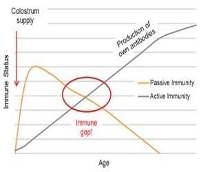 Newborn Calves – Immune Status and Impact of Colostrum Feeding - Image 1