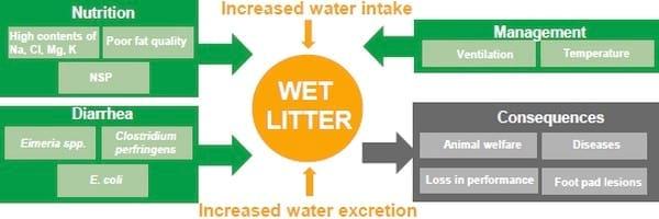 Wet litter in broiler production – causes and prevention - Image 1