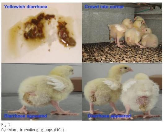 Use of Lactobacillus johnsonii in broilers challenged with Salmonella sofia - Image 3