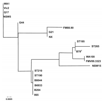 Analysis of Multiple Brachyspira hyodysenteriae Genomes Confirms That the Species Is Relatively Conserved but Has Potentially Important Strain Variation - Image 13