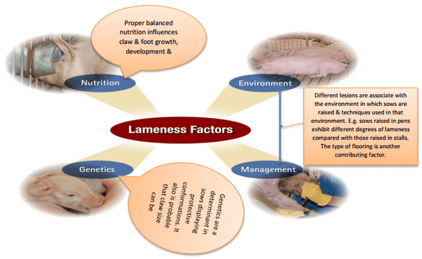 Sow lameness overview in the South African pig industry - Image 1