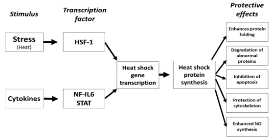 Antioxidant Systems in Poultry Biology: Heat Shock Proteins - Image 3