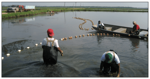 Hybrid Striped Bass: Pond Production of Food Fish - Image 2