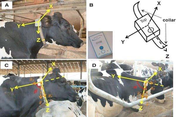 Classification of behaviour in housed dairy cows using an accelerometer-based activity monitoring system - Image 1