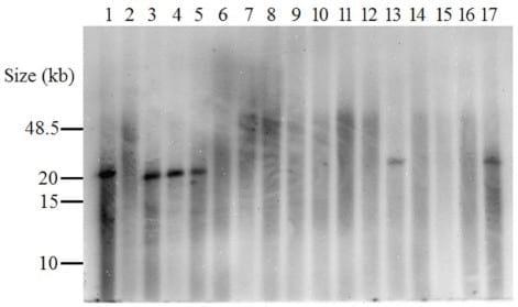 Comparative Prevalence of Immune Evasion Complex Genes Associated with ß-Hemolysin Converting Bacteriophages in MRSA ST5 Isolates from Swine, Swine Facilities, Humans with Swine Contact, and Humans with No Swine Contact - Image 5