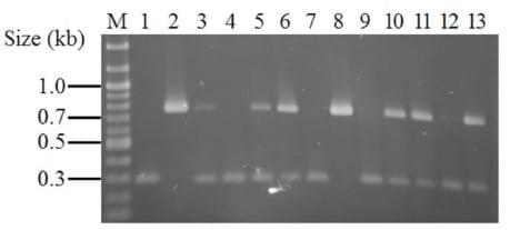 Comparative Prevalence of Immune Evasion Complex Genes Associated with ß-Hemolysin Converting Bacteriophages in MRSA ST5 Isolates from Swine, Swine Facilities, Humans with Swine Contact, and Humans with No Swine Contact - Image 4