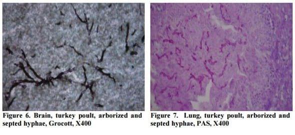 The Occurrence of Aspergillosis in Flock of Turkey Poults - Image 5