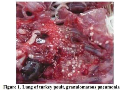 The Occurrence of Aspergillosis in Flock of Turkey Poults - Image 1
