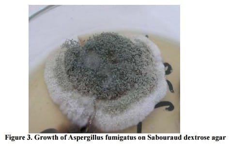 The Occurrence of Aspergillosis in Flock of Turkey Poults - Image 3