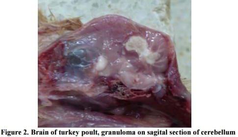 The Occurrence of Aspergillosis in Flock of Turkey Poults - Image 2