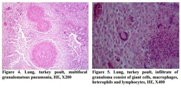 The Occurrence of Aspergillosis in Flock of Turkey Poults - Image 4