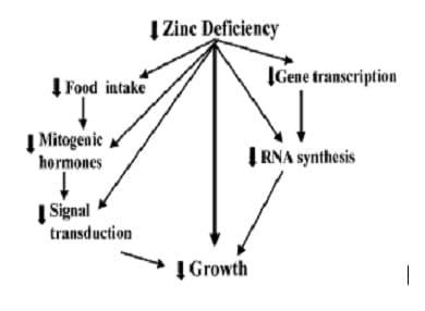 The Role of Zinc in Pig Health, Production and Reproduction - Image 2