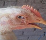 Pathogenicity of Ten Gallibacterium Anatis Isolates in Commercial Broiler Chickens - Image 3