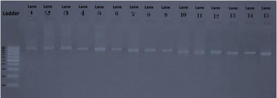 Pathogenicity of Ten Gallibacterium Anatis Isolates in Commercial Broiler Chickens - Image 2