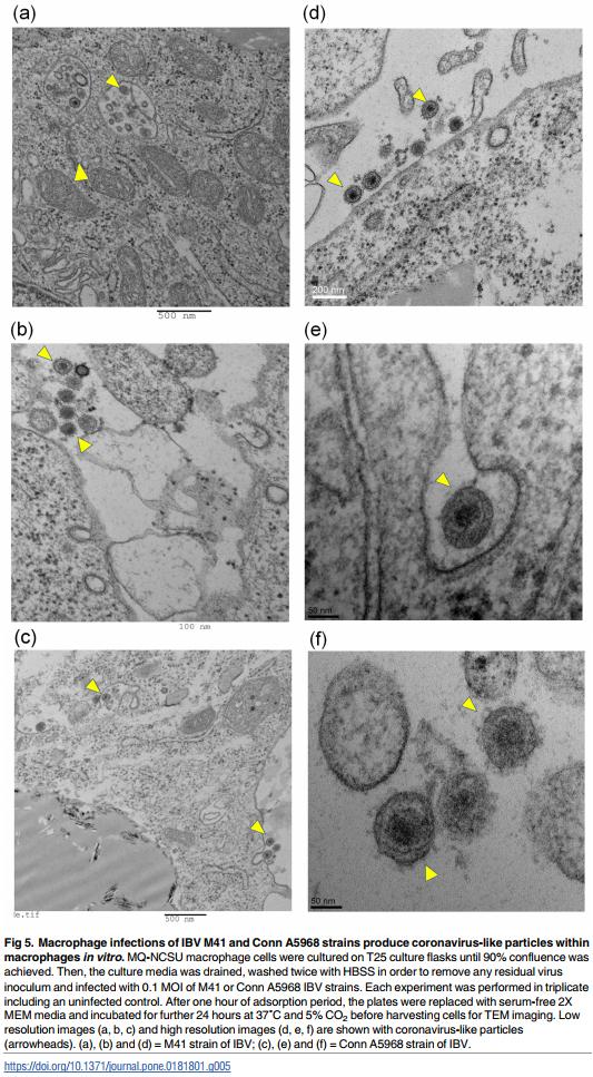 Infectious bronchitis corona virus establishes productive infection in avian macrophages interfering with selected antimicrobial functions - Image 5