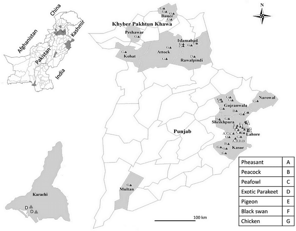 Repeated isolation of virulent Newcastle disease viruses in poultry and captive non-poultry avian species in Pakistan from 2011 to 2016 - Image 1