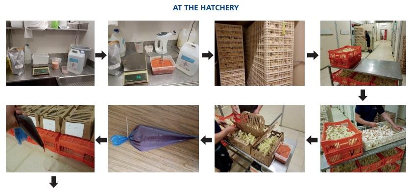 Effects of moment of hatch and early feed access with Vitalite Energy Chick on performance and histology of commercial broilers - Image 1