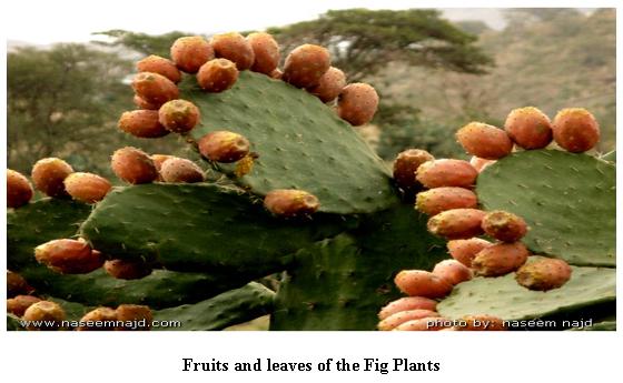 Using Wastes of Opuntia ficus-indica in Diets of Nile Tilapia - Image 1