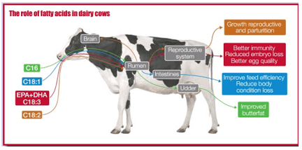 Balancing Fat Nutrition to Optimise Transition Cow Performance - Image 1
