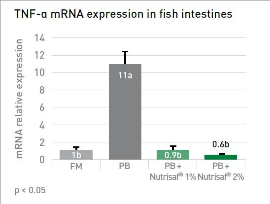 Functional yeast protein improves fish health in reduced fishmeal diets - Image 1