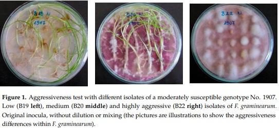 Methodical Considerations and Resistance Evaluation against F. graminearum and F. culmorum Head Blight in Wheat. The Influence of Mixture of Isolates on Aggressiveness and Resistance Expression - Image 2