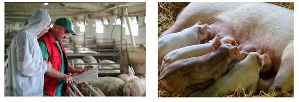 Streptococcosis control in swine production - Image 1